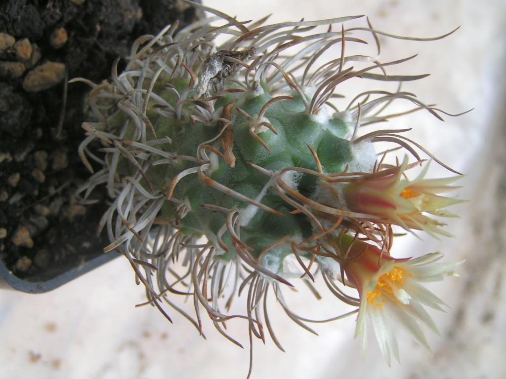 Turbinicarpus flaviflorus